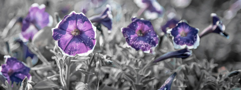 【谷歌商店】可信的doss网站攻击